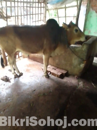 গরু